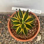 Agáva hrebeňovitá (Agave Lophantha) ´QUADRICOLOR´ - výška 10-20 cm, ⌀ 20-30 cm, kont. C6L (-6°C)